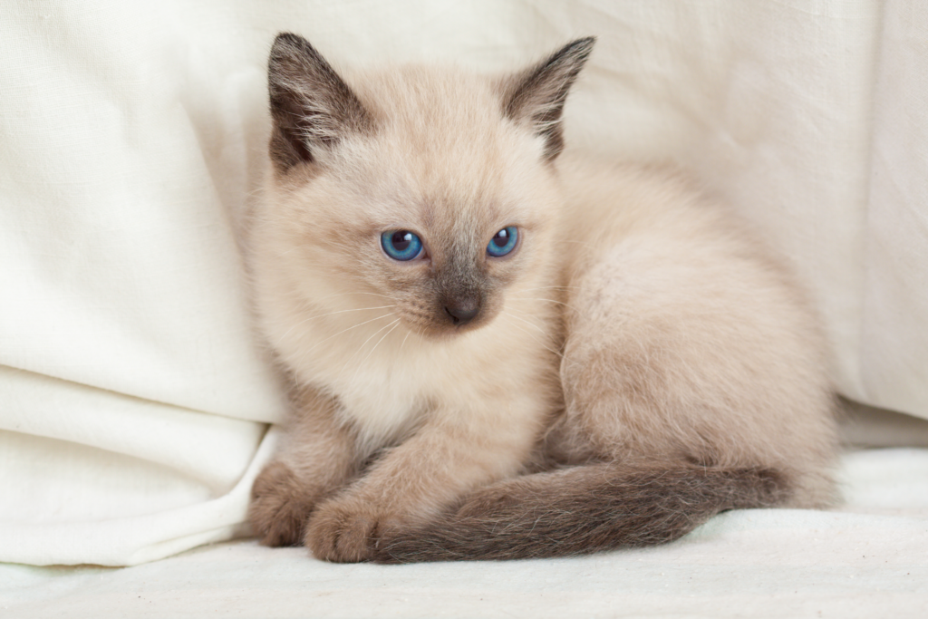 сиамская кошка