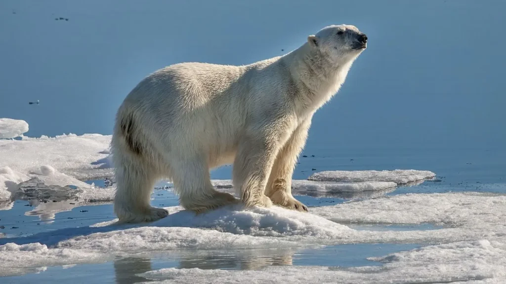 білий ведмідь