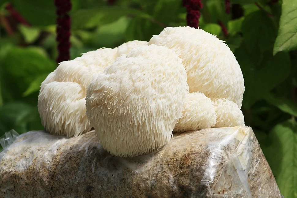 Ежовик гребінчастий – повний гід про користь, застосування та властивості ежовик гребінчастий