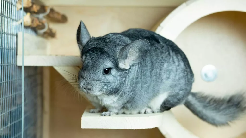 Шиншилла – догляд, харчування, характер та поради для власників шиншилла